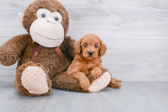 Little Golden Retriever Poodle Mix Puppy