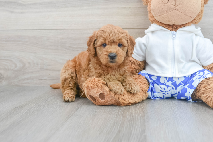 Mini Goldendoodle Pup Being Cute