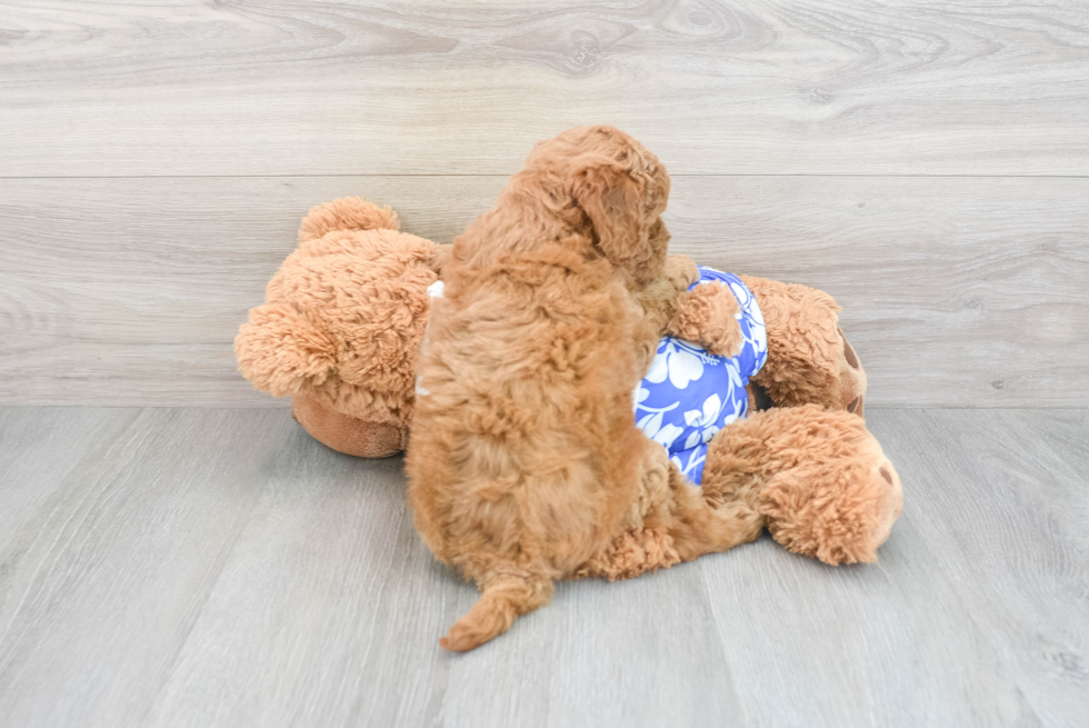 Mini Goldendoodle Puppy for Adoption