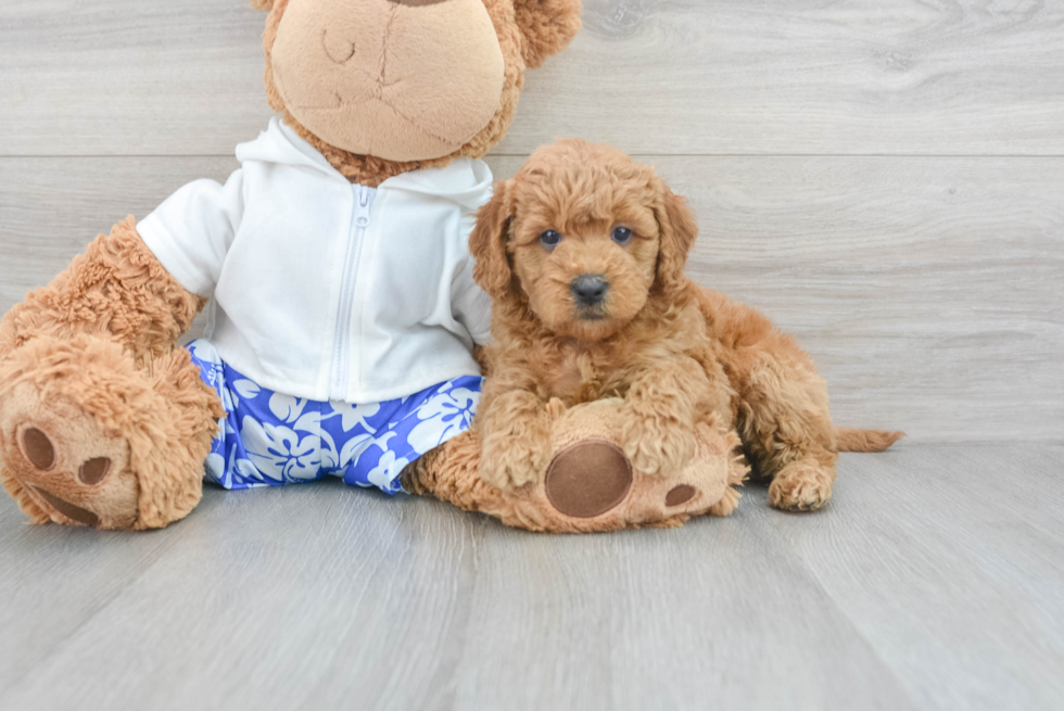 Small Mini Goldendoodle Baby