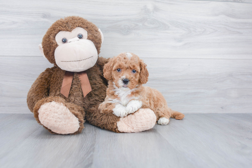 Mini Goldendoodle Pup Being Cute