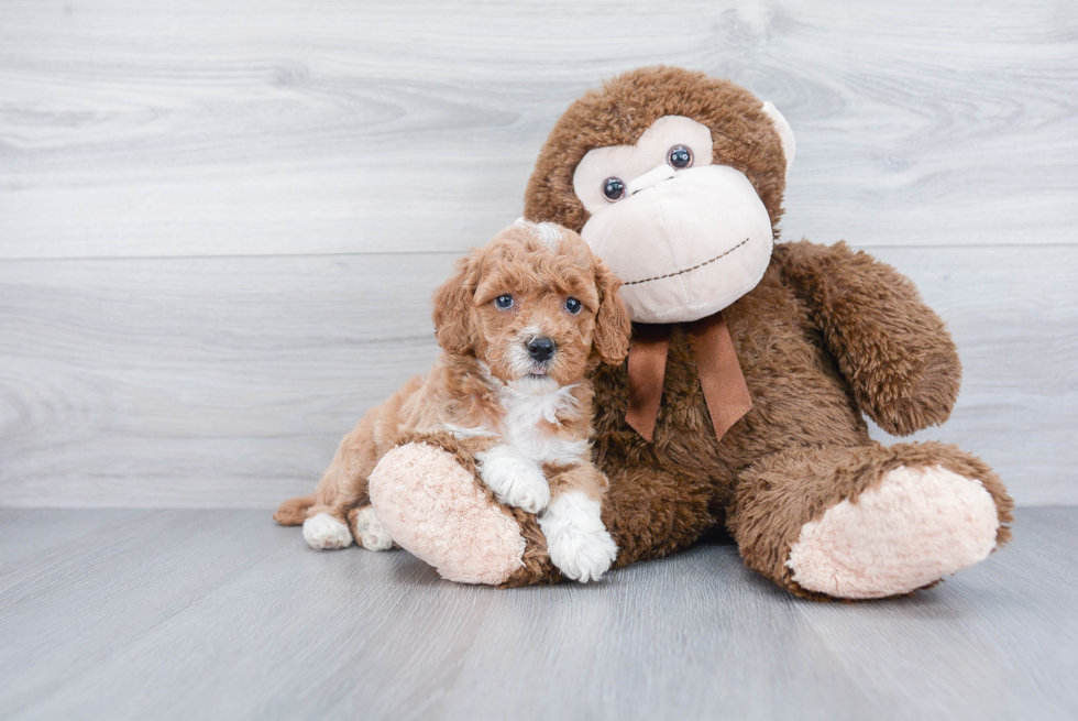 Mini Goldendoodle Puppy for Adoption