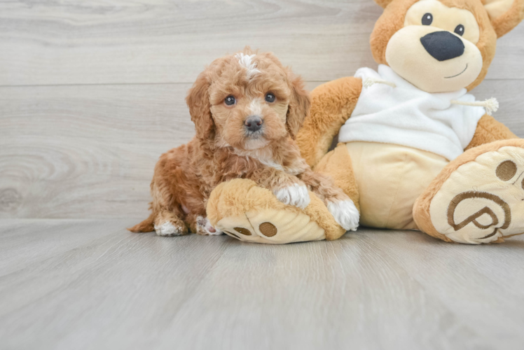 Funny Mini Goldendoodle Poodle Mix Pup