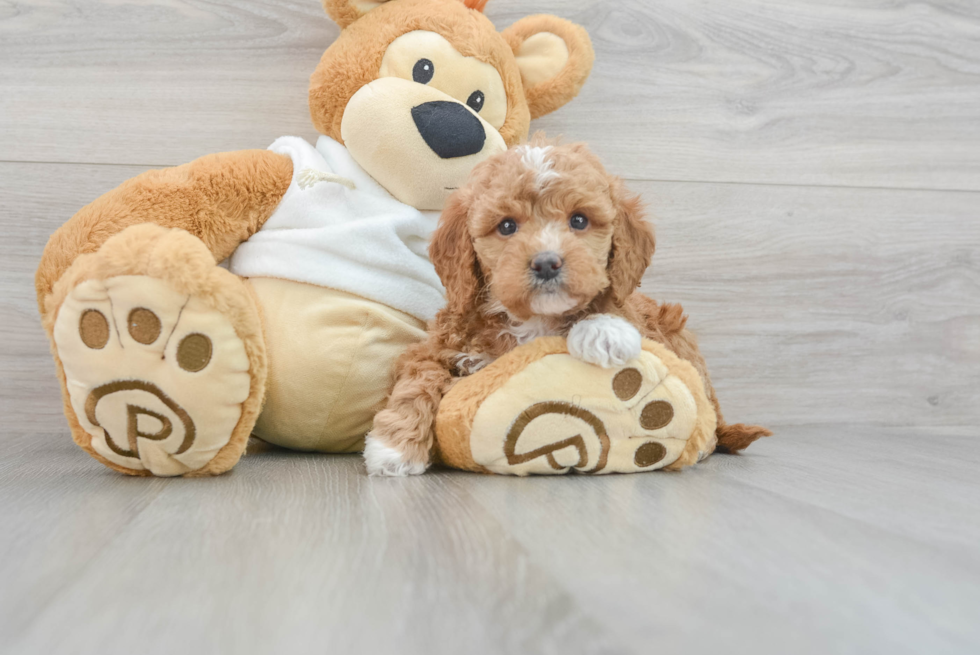 Mini Goldendoodle Pup Being Cute