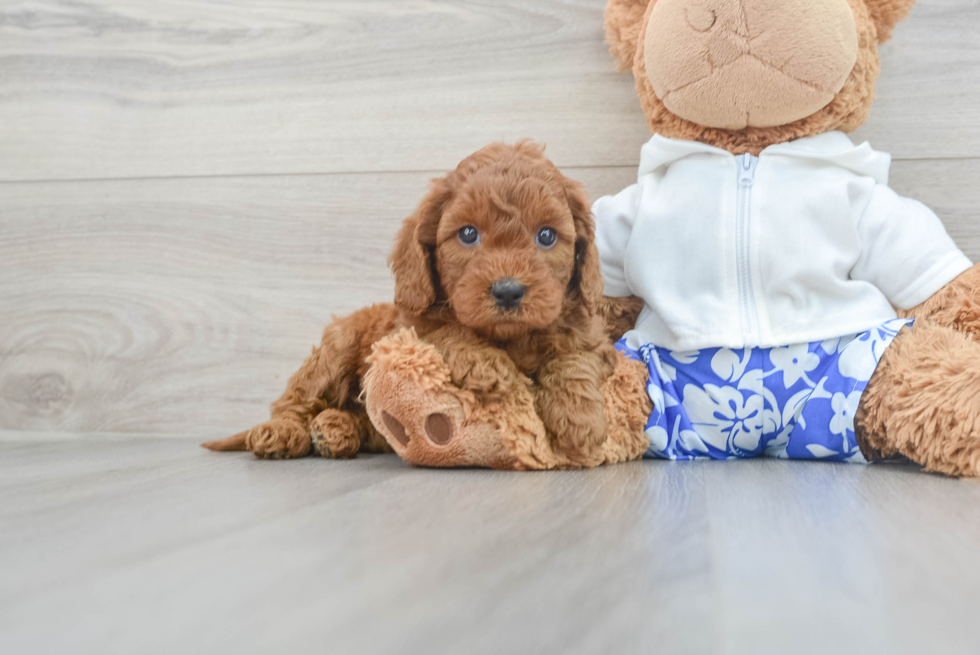 Mini Goldendoodle Puppy for Adoption