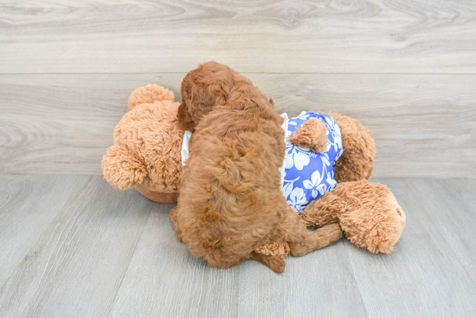 Cute Mini Goldendoodle Baby