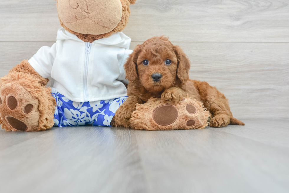 Fluffy Mini Goldendoodle Poodle Mix Pup