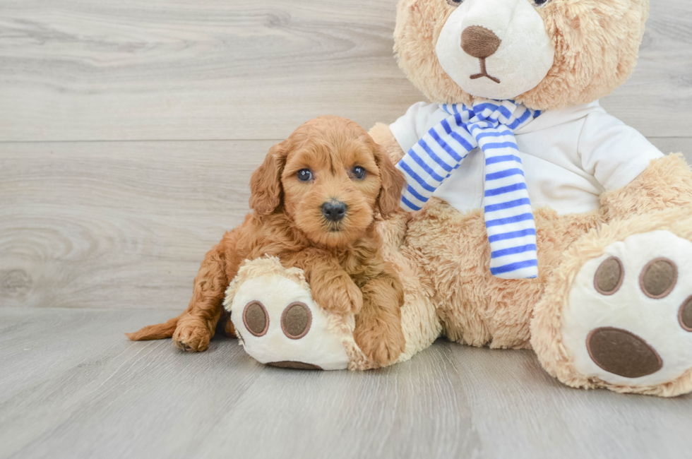 5 week old Mini Goldendoodle Puppy For Sale - Premier Pups