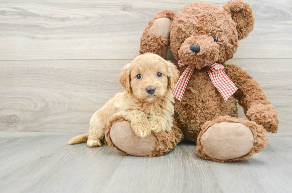 6 week old Mini Goldendoodle Puppy For Sale - Premier Pups