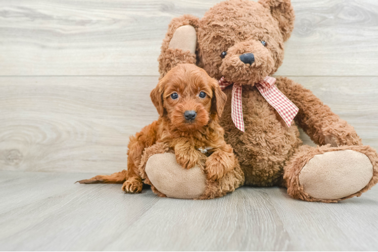 Mini Goldendoodle Pup Being Cute