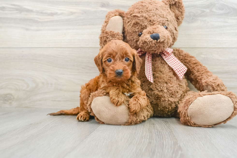 Mini Goldendoodle Pup Being Cute