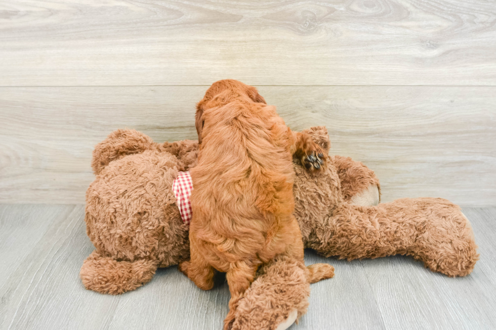 Funny Mini Goldendoodle Poodle Mix Pup