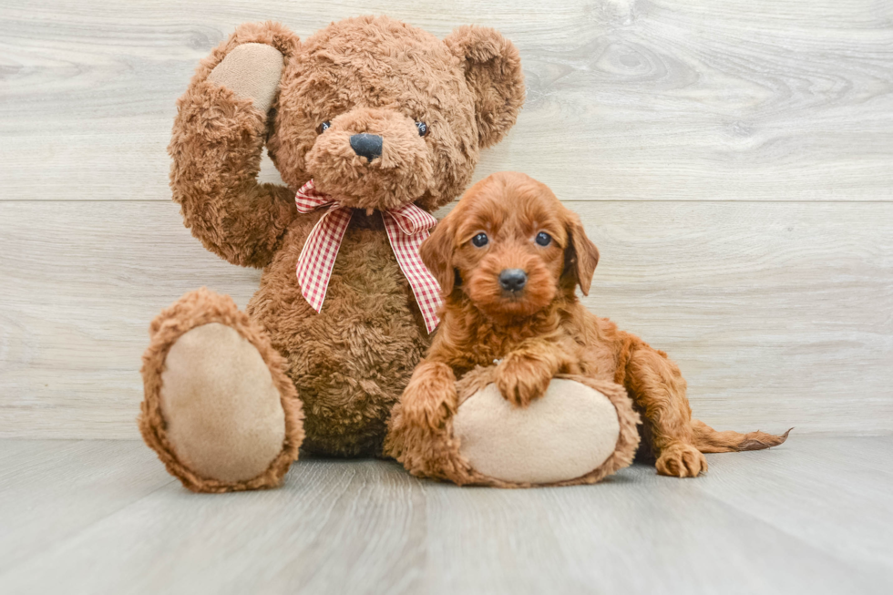 Mini Goldendoodle Pup Being Cute