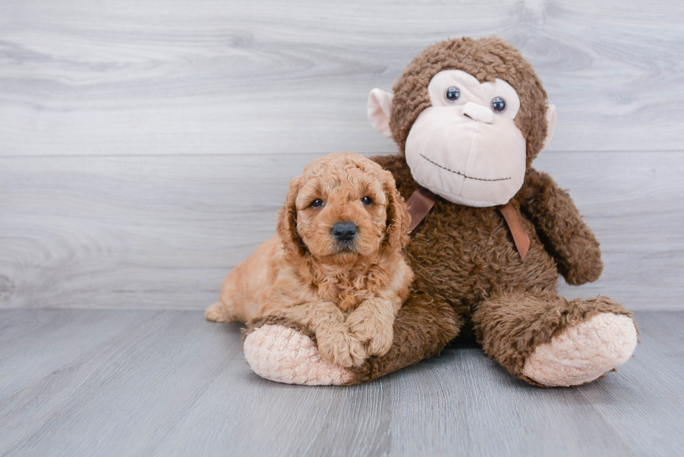 Mini Goldendoodle Pup Being Cute