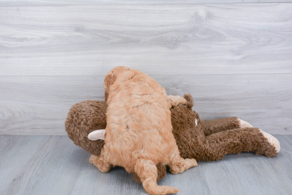 Mini Goldendoodle Pup Being Cute