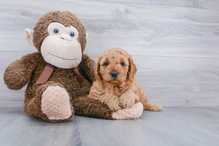 Happy Mini Goldendoodle Baby