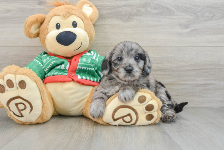 Funny Mini Goldendoodle Poodle Mix Pup