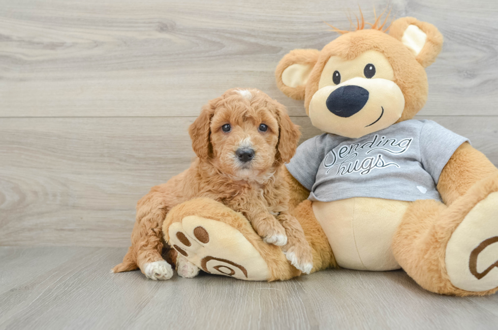 6 week old Mini Goldendoodle Puppy For Sale - Premier Pups