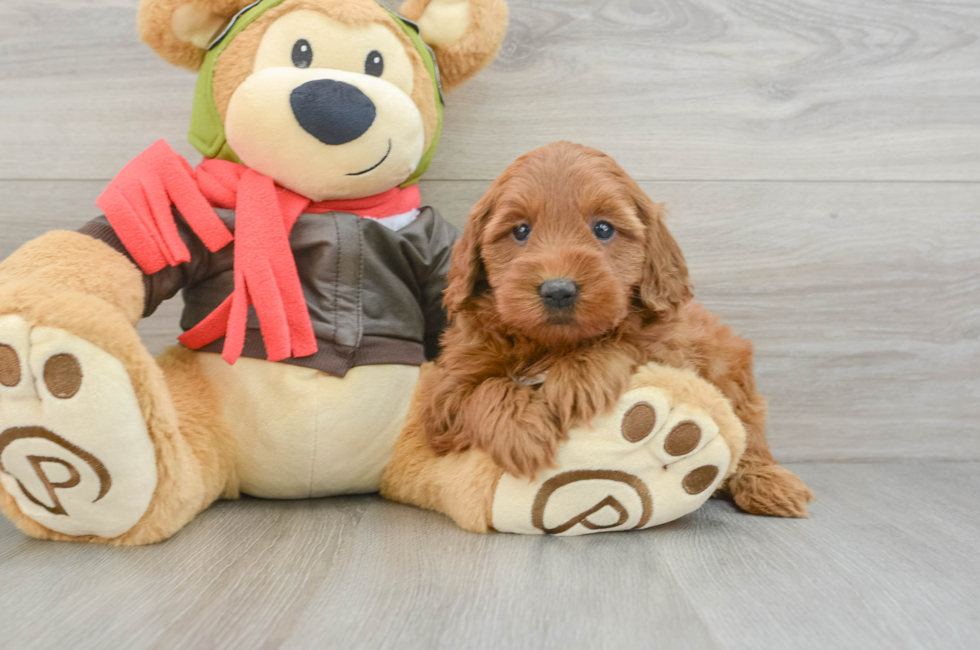 5 week old Mini Goldendoodle Puppy For Sale - Premier Pups