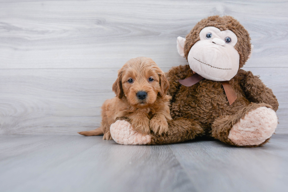 Best Mini Goldendoodle Baby