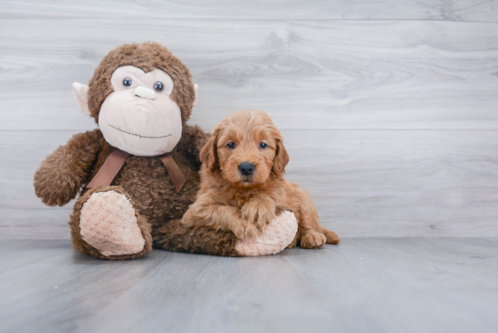 Best Mini Goldendoodle Baby