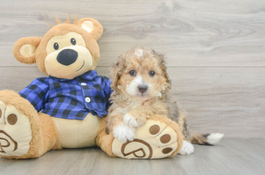 Sweet Mini Goldendoodle Baby