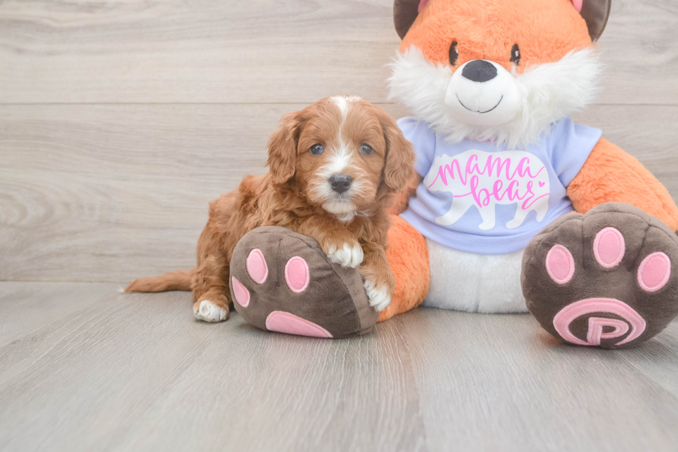 Funny Mini Goldendoodle Poodle Mix Pup