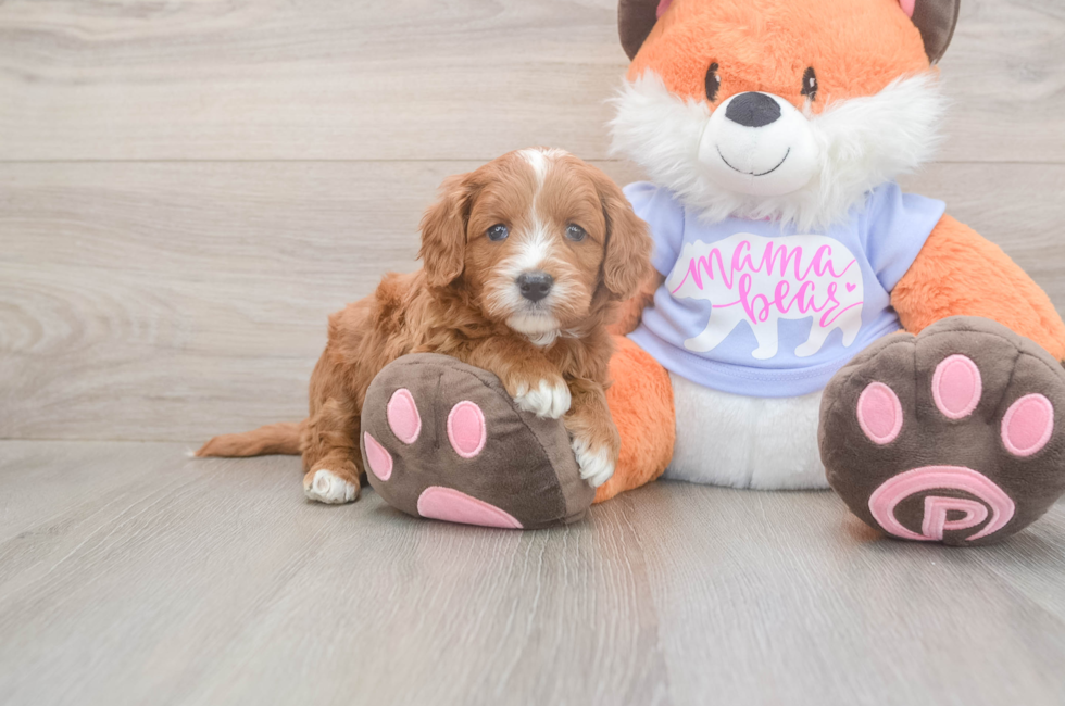 5 week old Mini Goldendoodle Puppy For Sale - Premier Pups