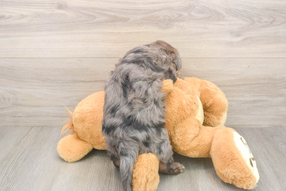 Funny Mini Goldendoodle Poodle Mix Pup