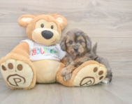 6 week old Mini Goldendoodle Puppy For Sale - Premier Pups