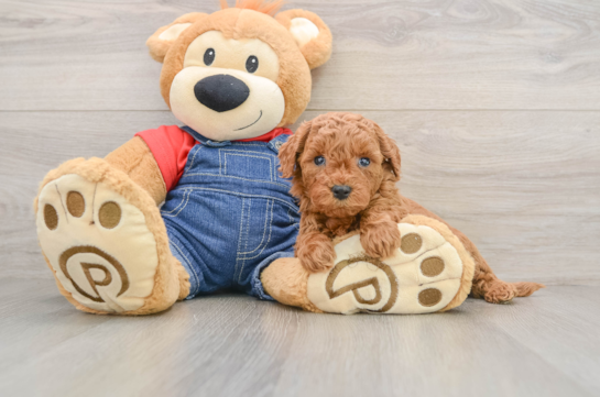 Fluffy Mini Goldendoodle Poodle Mix Pup