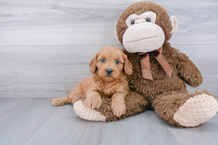 Mini Goldendoodle Puppy for Adoption