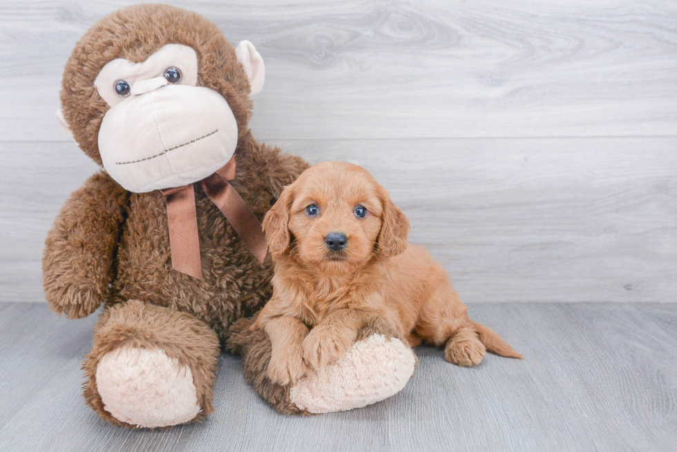 Mini Goldendoodle Pup Being Cute