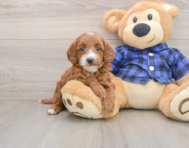 7 week old Mini Goldendoodle Puppy For Sale - Premier Pups