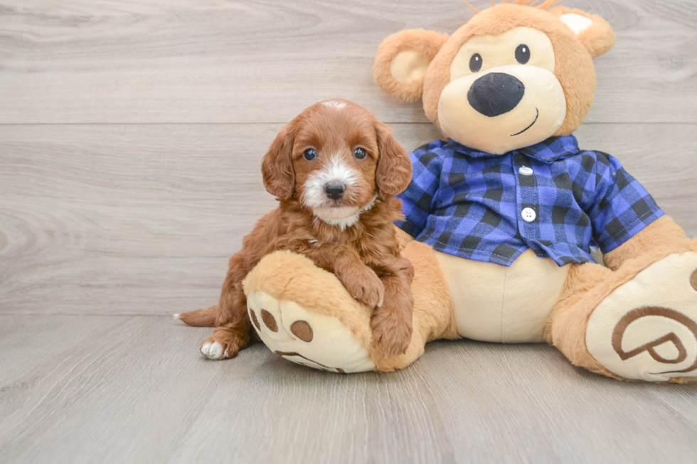 Mini Goldendoodle Pup Being Cute