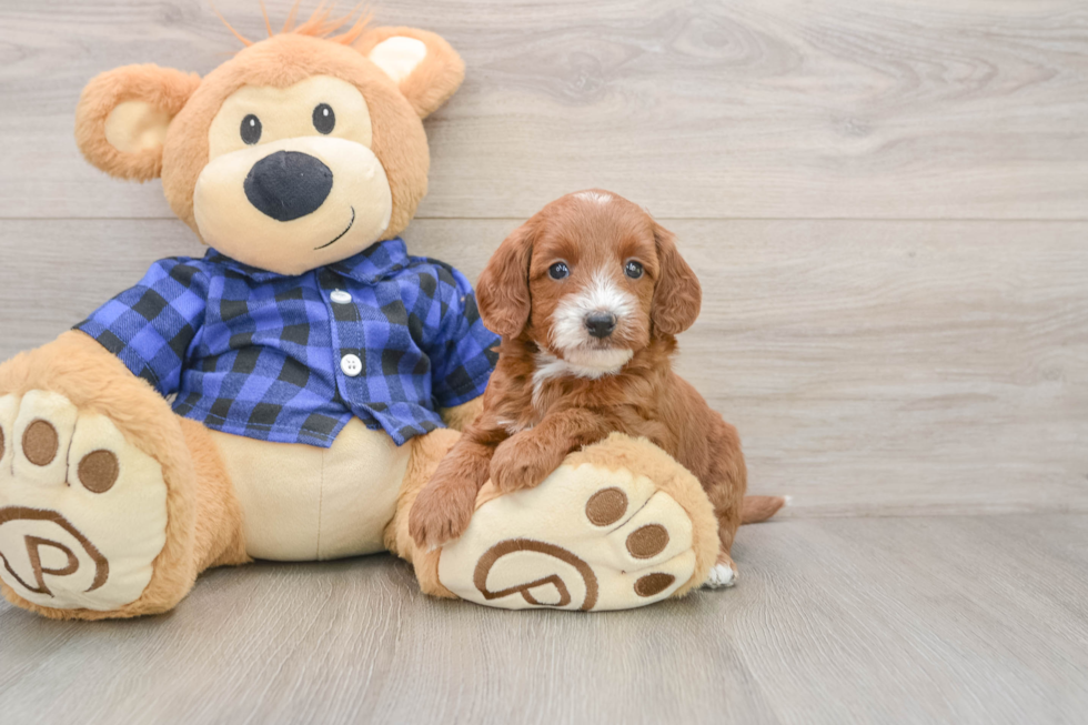 Best Mini Goldendoodle Baby