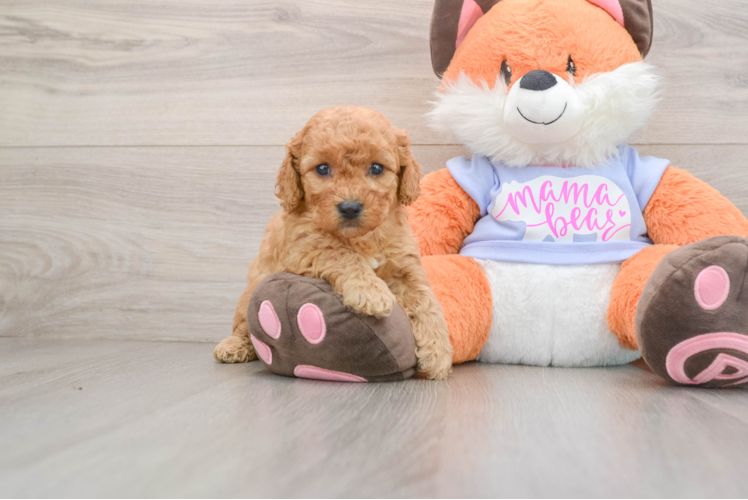 Petite Mini Goldendoodle Poodle Mix Pup