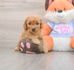 6 week old Mini Goldendoodle Puppy For Sale - Premier Pups