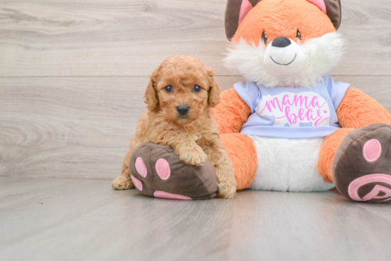 Petite Mini Goldendoodle Poodle Mix Pup