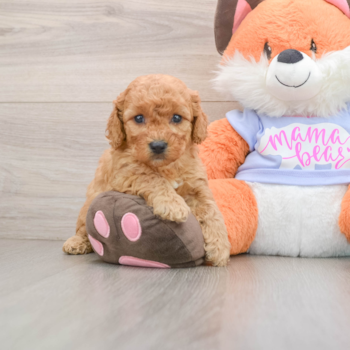 Petite Mini Goldendoodle Poodle Mix Pup