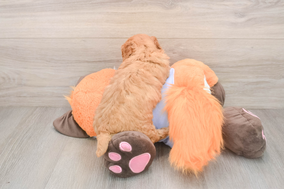 Adorable Golden Retriever Poodle Mix Poodle Mix Puppy