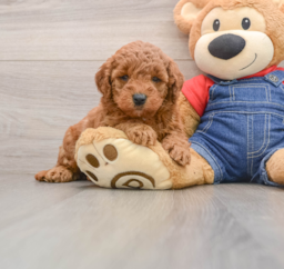 7 week old Mini Goldendoodle Puppy For Sale - Premier Pups