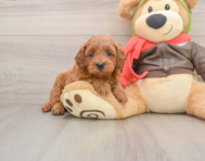 7 week old Mini Goldendoodle Puppy For Sale - Premier Pups