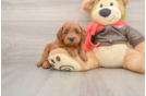 Mini Goldendoodle Pup Being Cute