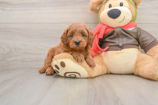 Mini Goldendoodle Pup Being Cute