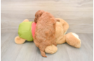 Smart Mini Goldendoodle Poodle Mix Pup