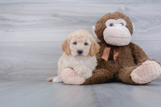 Mini Goldendoodle Puppy for Adoption