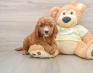 5 week old Mini Goldendoodle Puppy For Sale - Premier Pups