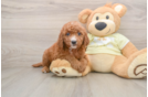 Mini Goldendoodle Pup Being Cute
