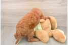 Mini Goldendoodle Puppy for Adoption